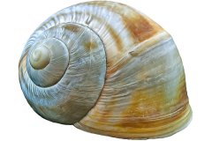 Spiralförmig, gedrehtes Schneckenhaus, freigestellt auf weißem Hintergrund, aus der Photo-to-ART Conchylien Kunstserie.