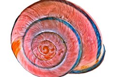 Rosa-rötlich gedrehtes Schneckenhaus auf weißem Hintergrund, Photo to ART Conchylien Kunstserie.