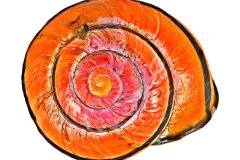 Gedrehtes, orange leuchtendes Schneckenhaus auf weißem Hintergrund, Photo to ART Conchylien Kunstserie.