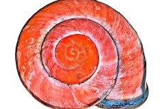 Rundes Schneckenhaus auf weißem, quadratischen Hintergrund aus der Photo-to-ART Conchylien Kunstserie.