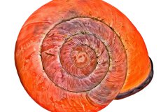 Orange-rötliches Schneckenhaus auf weißem Hintergrund, Photo-to-ART Conchylien Kunstserie.