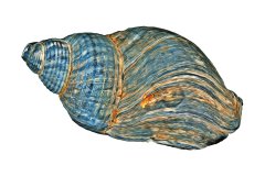 Gedrehtes, blaues Schneckenhaus auf weißem Hintergrund, Photo-to-ART Conchylien Kunstserie.