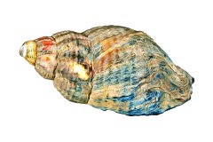 Gedrehtes, buntes Schneckenhaus auf weißem Hintergrund, Photo-to-ART Conchylien Kunstserie.