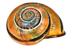 Leuchtendes Schneckenhaus auf weißem Hintergrund, Photo-to-ART Conchylien Kunstserie.