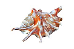Spinnenschnecke auf weißem Hintergrund, Photo-to-ART Conchylien Kunstserie.