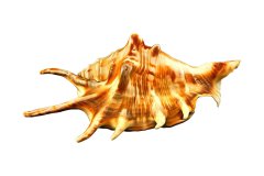 Spinnenschnecke auf weißem Hintergrund, Photo-to-ART Conchylien Kunstserie.