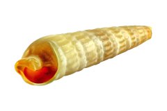 Turmschnecke auf weißem Hintergrund, Photo-to-ART Conchylien Kunstserie.