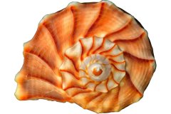 Orangefarbene Wellhornschnecke auf weißem Hintergrund, Photo-to-ART Conchylien Kunstserie.