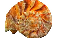 Orangefarbene Wellhornschnecke auf weißem Hintergrund, Photo-to-ART Conchylien Kunstserie.