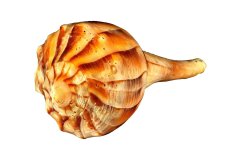 Orangefarbene Wellhornschnecke auf weißem Hintergrund, Photo-to-ART Conchylien Kunstserie.