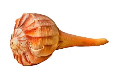 Orangefarbene Wellhornschnecke auf weißem Hintergrund, Photo-to-ART Conchylien Kunstserie.