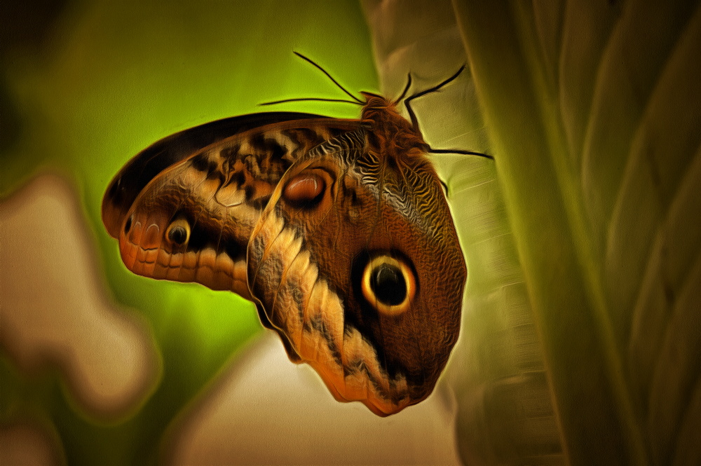 Foto | Bild: Schmetterling.