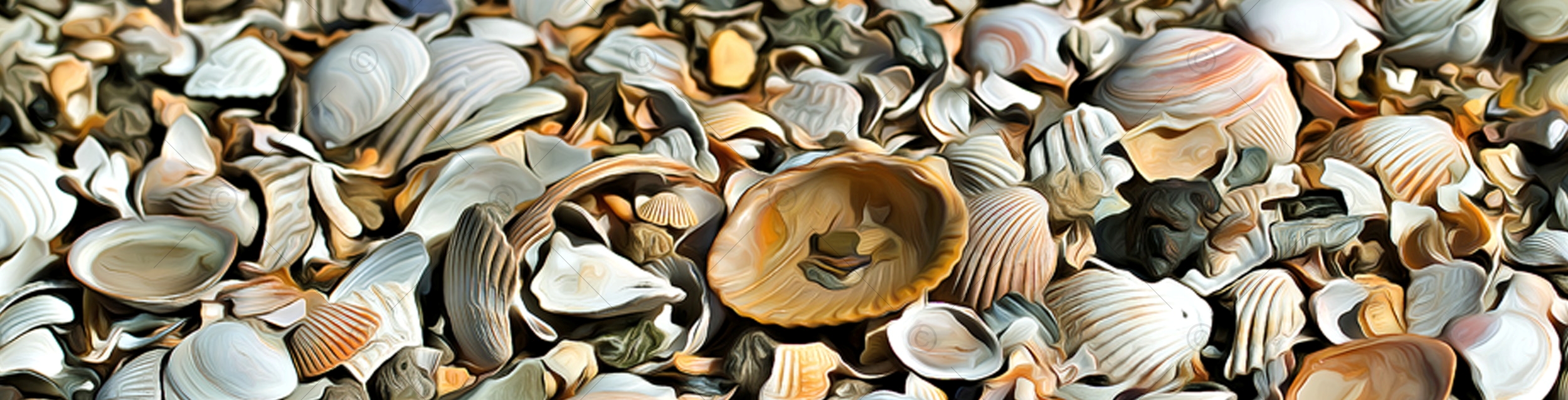 Photovariety Header Image- Seashells auf weißem Hintergrund