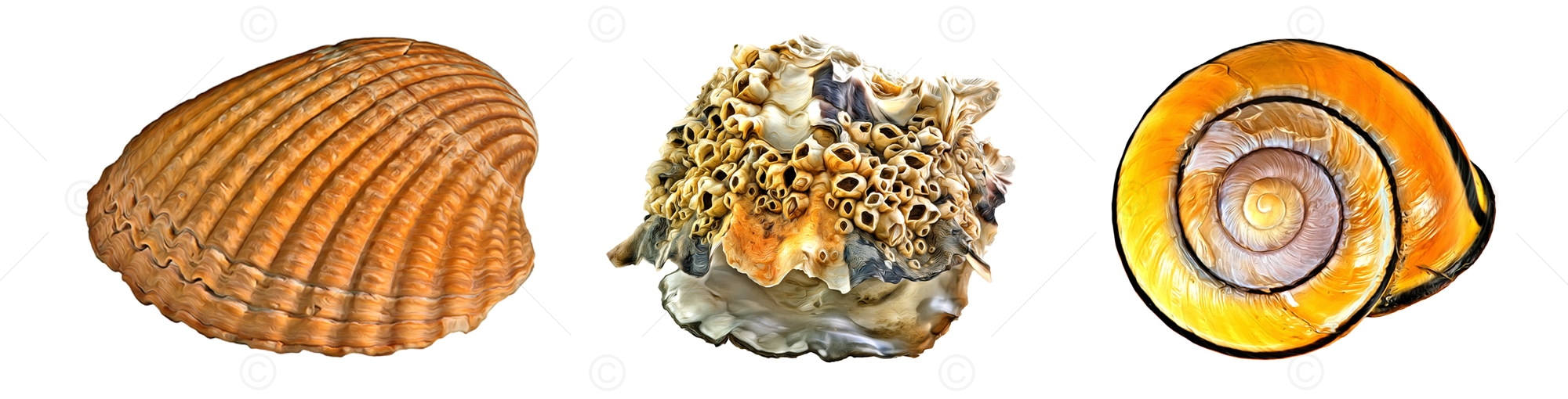 Photovariety Header Image- Seashells auf weißem Hintergrund