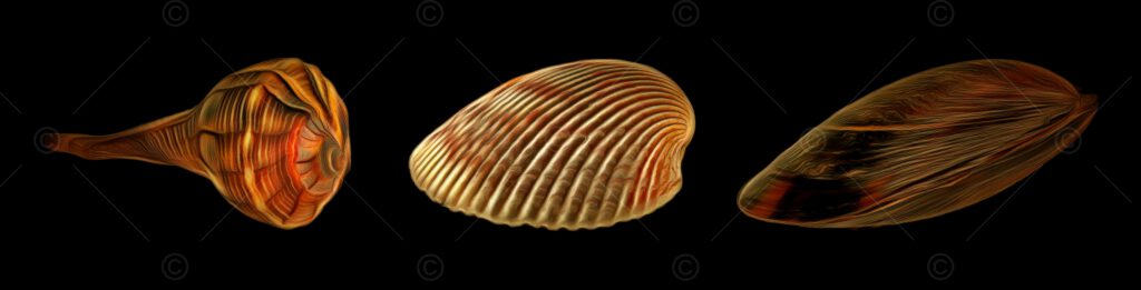 Foto | Bild: Seashells auf schwarzem Hintergrund.
