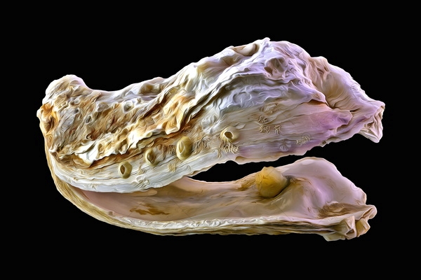 Foto | Bild: Seashells auf schwarzem Hintergrund.